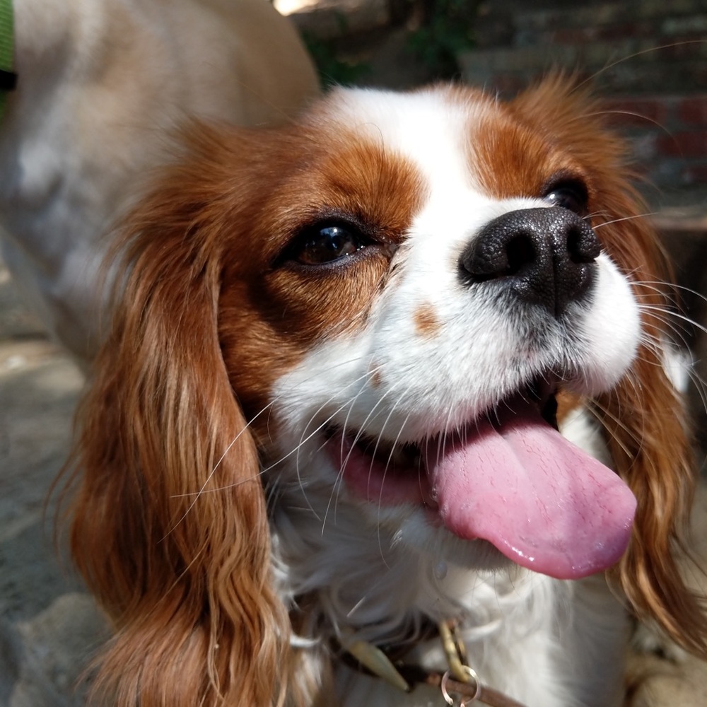 Meet your Posher, Sophie